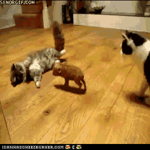 funny-pictures-gif-y-iz-owr-bakon-mobile[1]