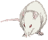 крыса