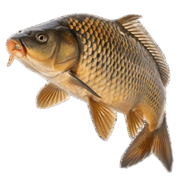pngtree-carp-fish-isolated-on-transparent-background-png-image_15814036