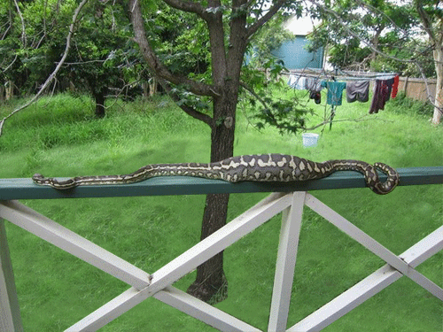 кот