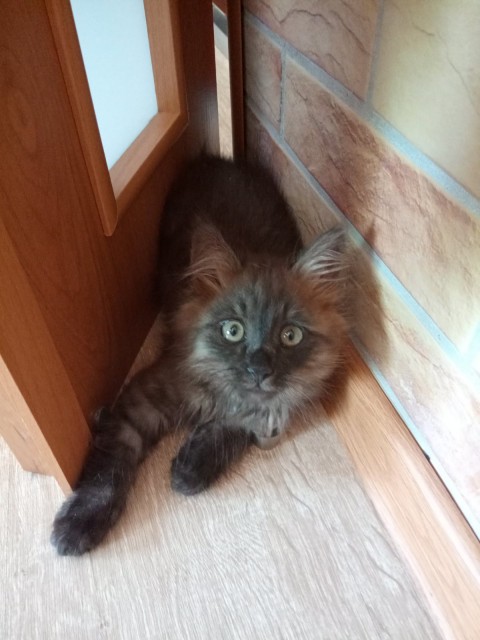 IMG-a103eea6141765e496caffef7f007209-V