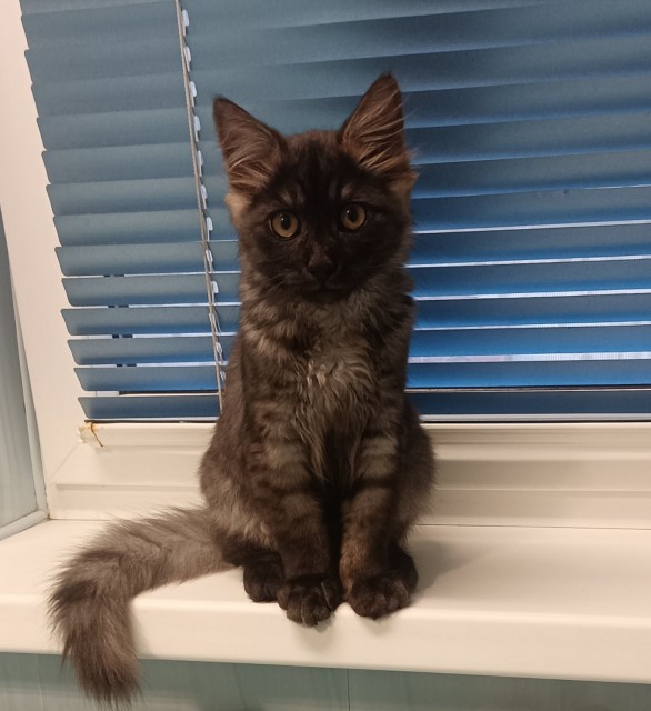 IMG-04f6d420b2e2df578dfae010a6e0a0f6-V