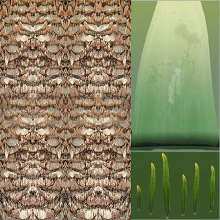 palm_01_b.ТЕКСТУРА