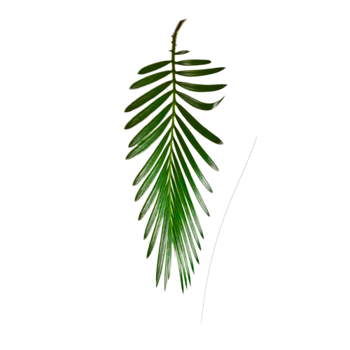 bush_01_li.ЛИСТ-ПАЛЬМЫ