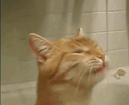 drunked_cat_1