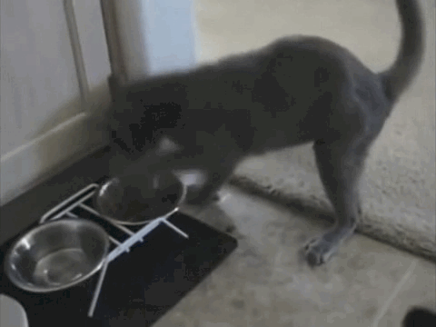 drunked_cat_7