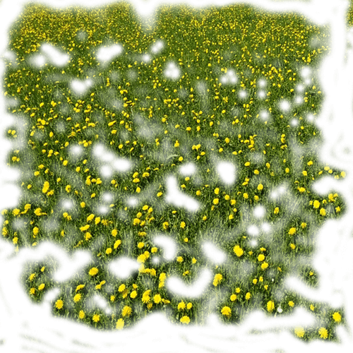 -одуванчики-ФШ (1)