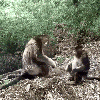 monkey