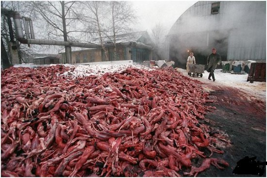 1252244933_011pioneer-fur-farm