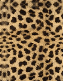 29865240_24969170_9993509_5192072_furs2361