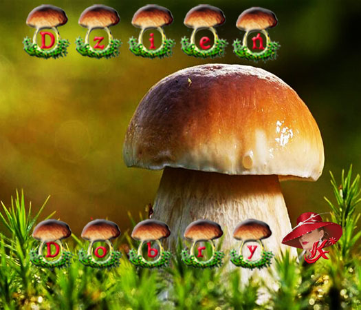 grzyb