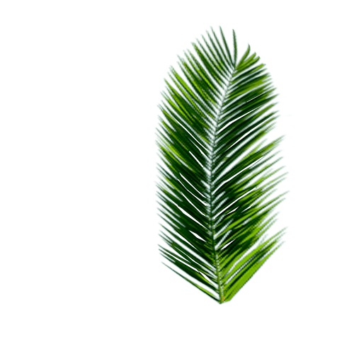Palm-Bru.Крона
