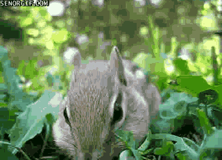 funny-gfis-chipmunks-are-cute