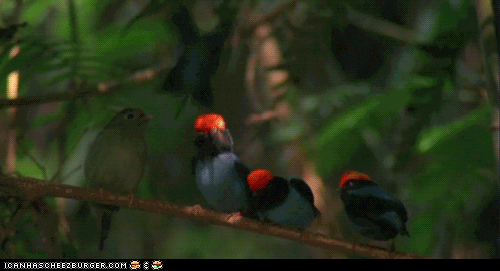 funny-animal-gifs-animal-gifs-get-in-line-boys