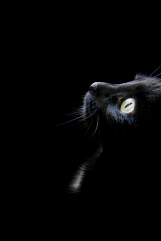 173_resolution_320x480_173_black_cat_head