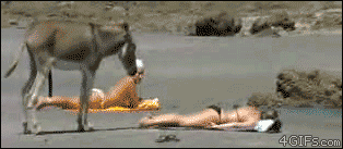 Эрекция, самый честный комплимент!