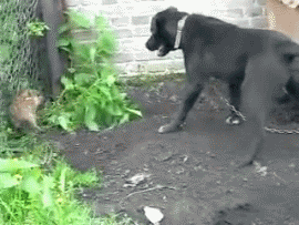 Боевой кабан