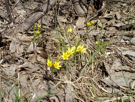 Первые цветы