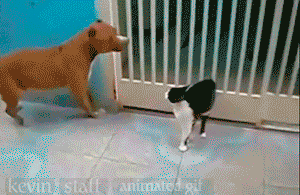 гифки-котэ-звездные-войны-134178