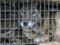 200-wear-dogcatfur2.jpg-550x0