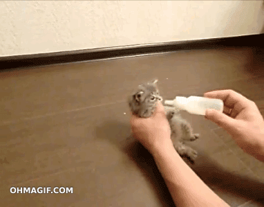 kitten-feeding-milk