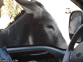 funnygifsphotogenicface