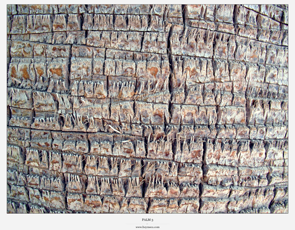 palm-texture3