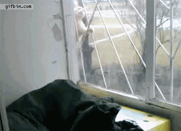 1334683458_spider_cat_comes_home