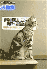 стоячий кот