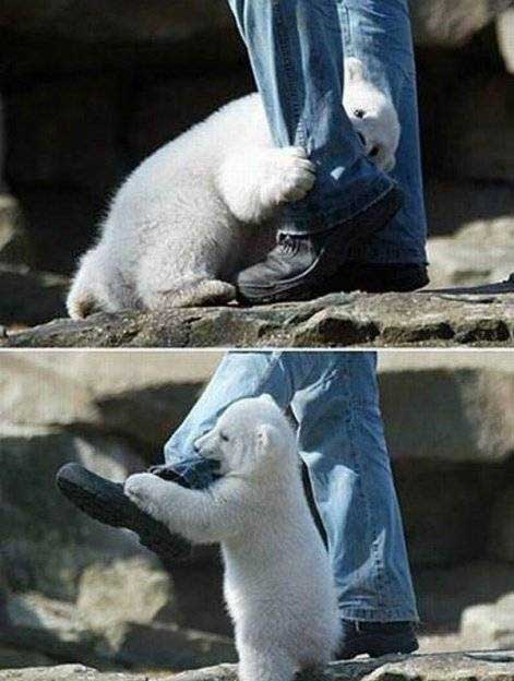 1263061054_1259126944_napal_belyj_medved_3