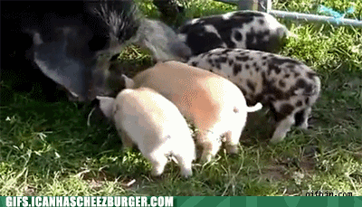 funny-animal-gifs-this-little-piggy-needs-to-gtfo