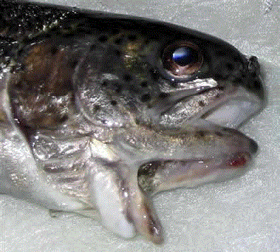 fish4