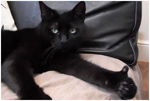 гифки-ну-вы-понели-добро-97766