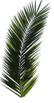 palm_tree_tube_stock_vi_png_by_digitaltwistd30semg