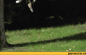 гифки-котэ-посадка-166173