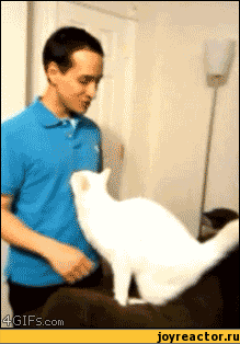 гифки-ну-вы-понели-добро-котэ-177475