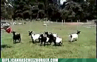 funny-animal-gifs-fun-with-myotonia-congenita