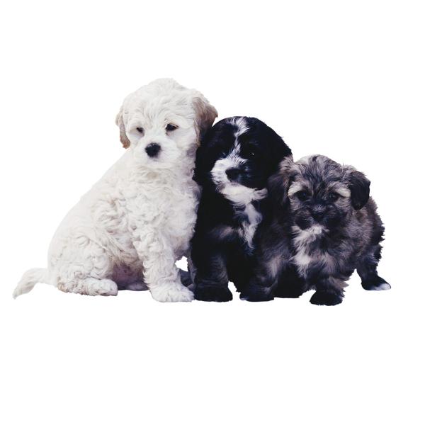 klipart_animals_222028