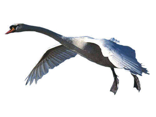 87010821_large_Lebedi_na_prozr_fone_30_