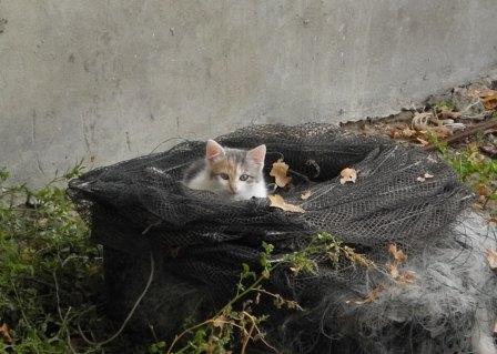 Изображение 111