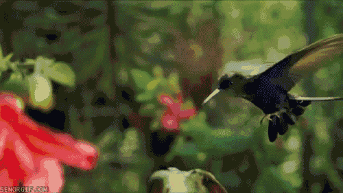funny-gifs-hummingbird-brawl