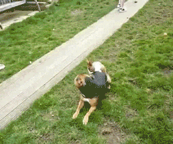 заиц и сабака