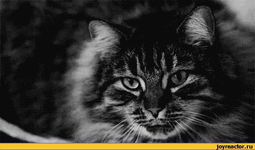 котэ-гифки-сон-156889