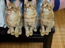 tumblr_m4e96w4loH1rtbmh0o1_250