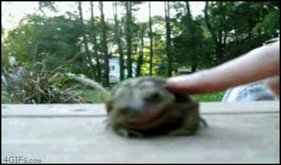 Frog_massaged