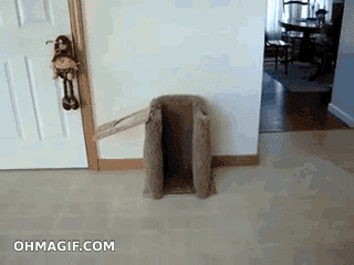 гифки-собака-еда-песочница-192664