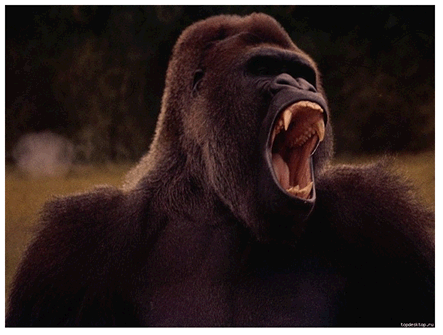Горилла сердиться!