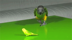 попугай-ювелир-песочница-гифки-206985