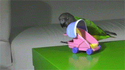 попугай-ювелир-песочница-113712