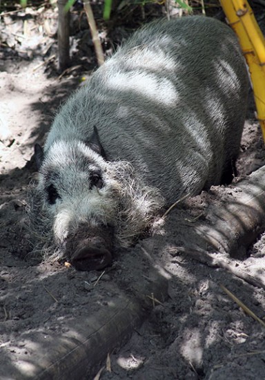 bearded_pig_3310